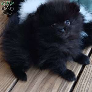 Thin Mints, Pomeranian Puppy